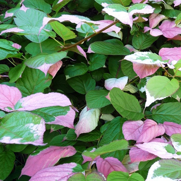 Актинидия коломикта ‘Адам’ мужская форма (Actinidia kolomikta)