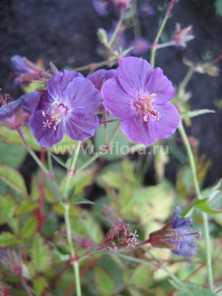 Герань тёмная ‘Springtime’ (Geranium phaeum ‘Springtime’)