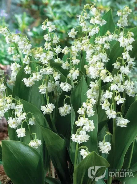 Киров жезөкшелерінің нөмірлері қолдан қолға