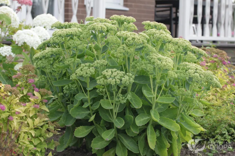 Ruscha tarjima bilan yosh buvilar bilan porno jinsiy aloqa Yuk kotaruvchi xojayinini sikdi