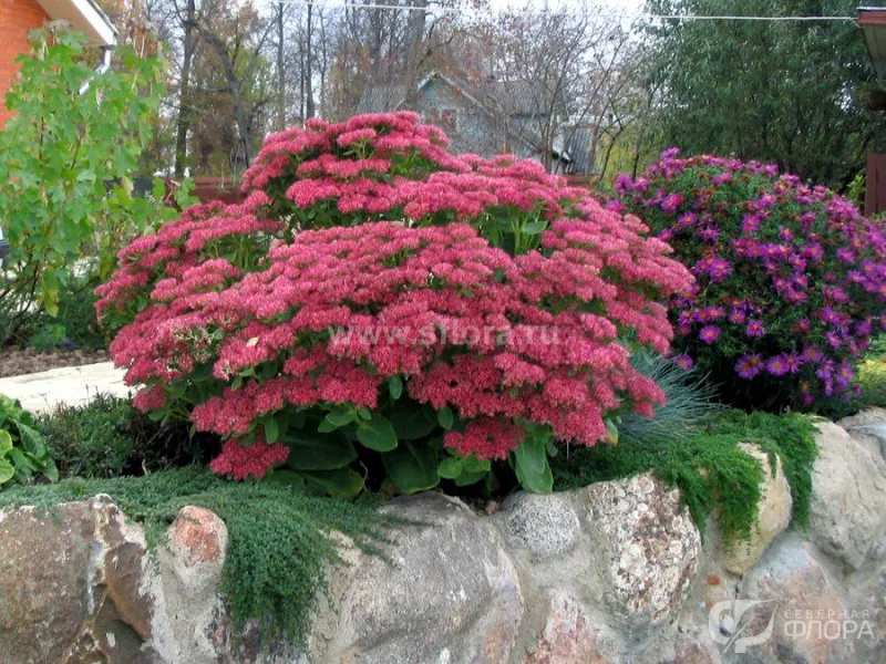 Anal jinsiy aloqa haqida yangi toliq metrajli porno filmlar Tish shifokori bilan jinsiy aloqa video