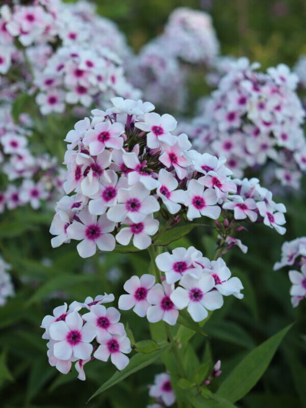 Керемет балапандар трахает алады